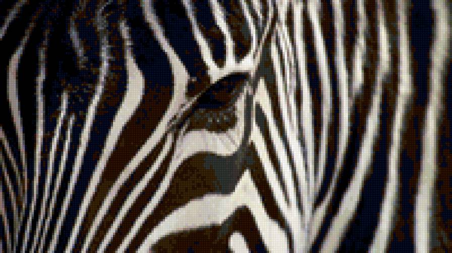 зебра - животные - предпросмотр