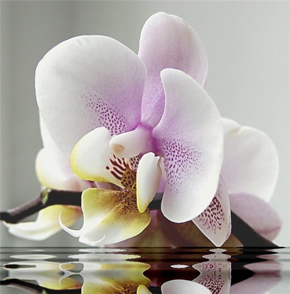 Орхидея - цветы, орхидеи - оригинал