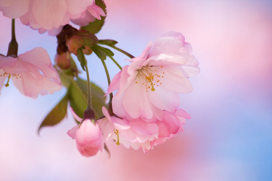 Японская сакура - япония, дерево, цветы, сакура - оригинал