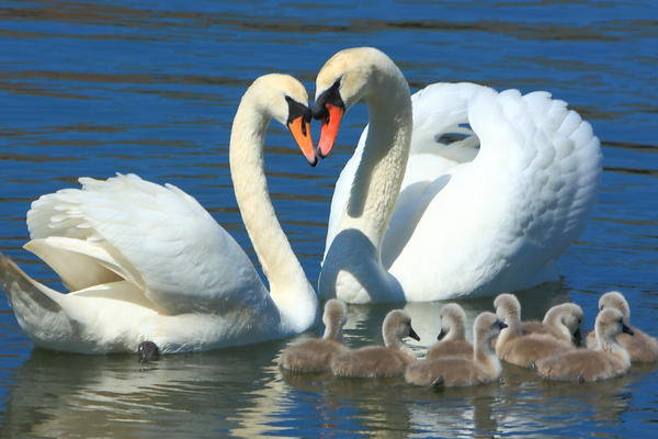Лебеди - птицы, семья, лебеди, любовь, верность - оригинал