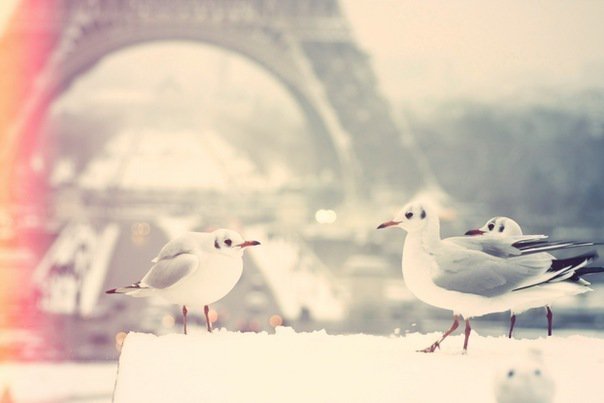 Туман - чайки, эйфелева башня, туман, париж - оригинал