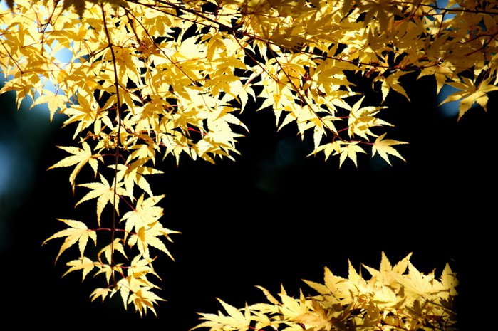 красота листвы - листья, осень - оригинал