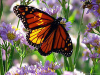 бабочка - бабочка, цветы, природа - оригинал