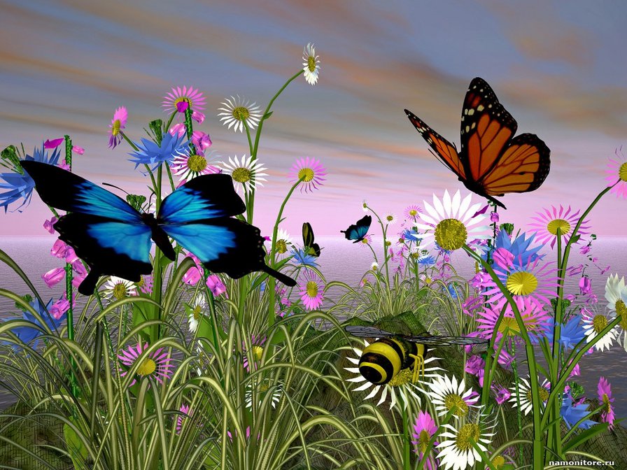 Бабочки - лето, цветы, поле, бобочки - оригинал