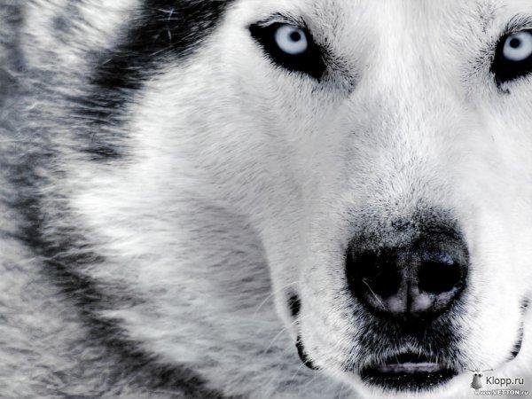 белый волк - оригинал