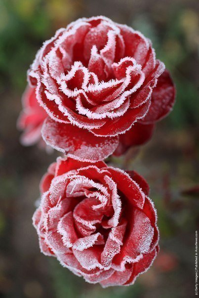 Серия"Замёрзшая роза" - роза, цветок, цветы, природа, зима - оригинал