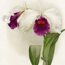 Схема вышивки «orchids»
