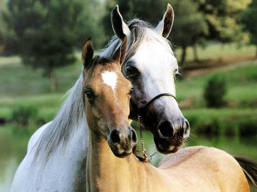 Пара лошадей - животные, лошади - оригинал