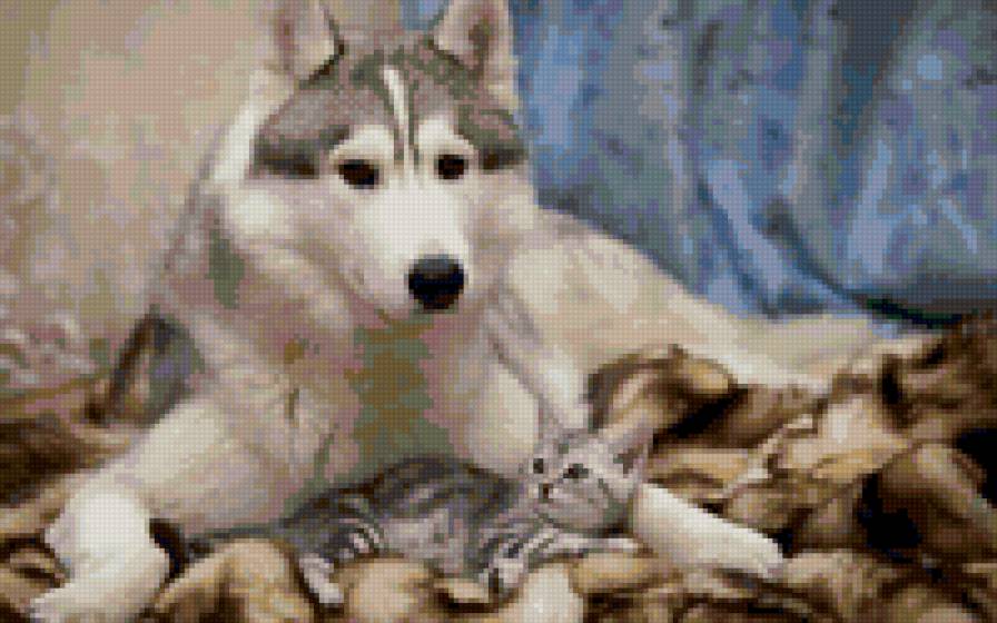 Лайка с кошкой - собака, кошка - предпросмотр