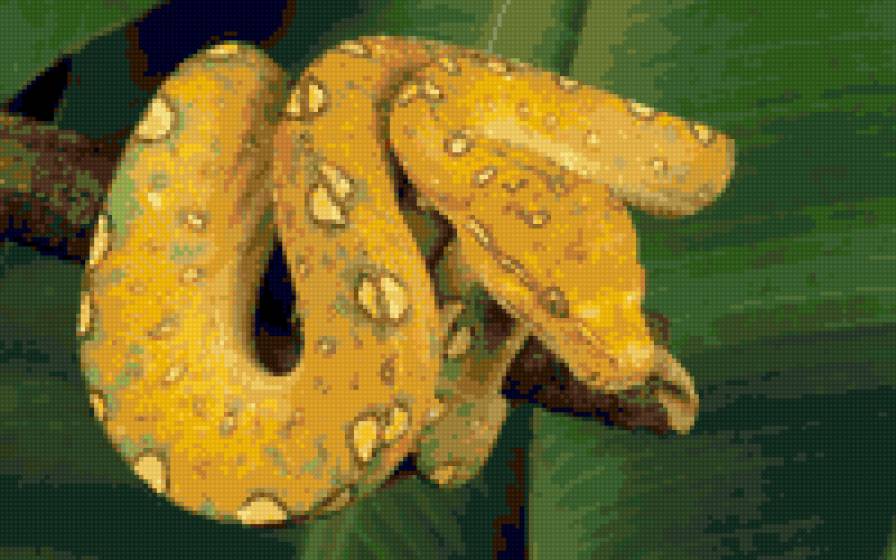 змея символ года - природа, змея, новый год, животные - предпросмотр