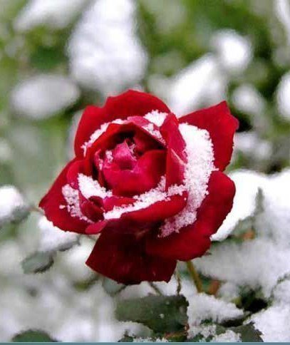 Серия"Замёрзшая роза" - цветы, роза, зима, цветок, природа - оригинал