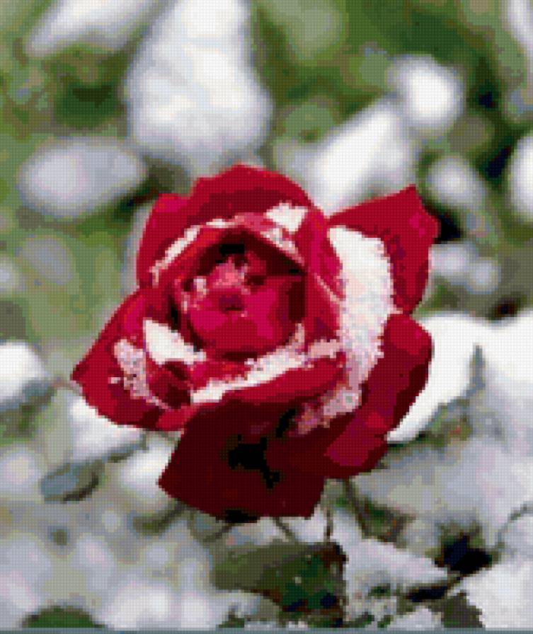 Серия"Замёрзшая роза" - цветок, зима, цветы, роза, природа - предпросмотр