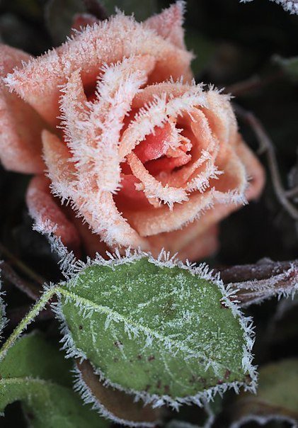 Серия"Замёрзшая роза" - цветок, зима, цветы, природа, роза - оригинал