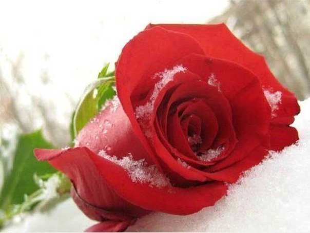 Серия"Замёрзшая роза" - роза, зима, цветок, природа, цветы - оригинал