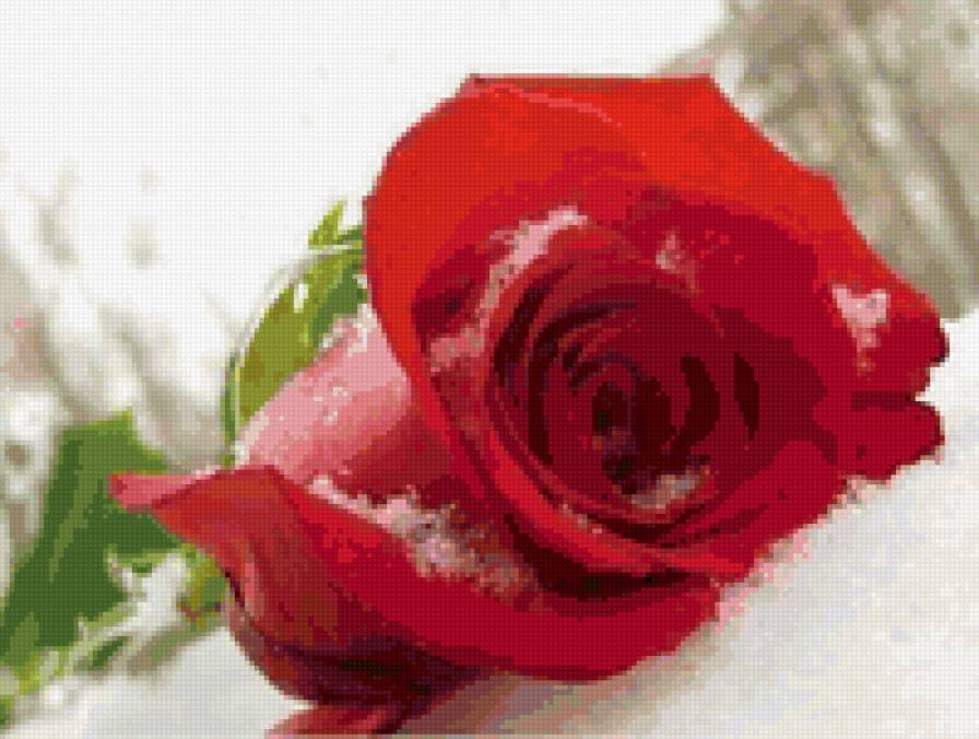 Серия"Замёрзшая роза" - природа, роза, зима, цветок, цветы - предпросмотр