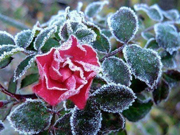 Серия"Замёрзшая роза" - цветы, зима, роза, цветок, природа - оригинал