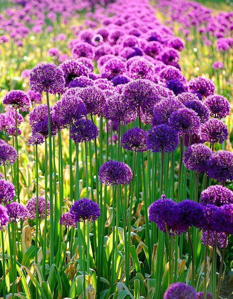 Фиолетовые цветы - красота, природа, фиолетовое, цветы, пейзаж - оригинал