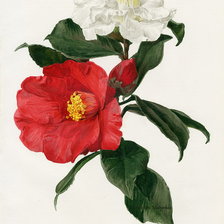 Оригинал схемы вышивки «flowers» (№151892)