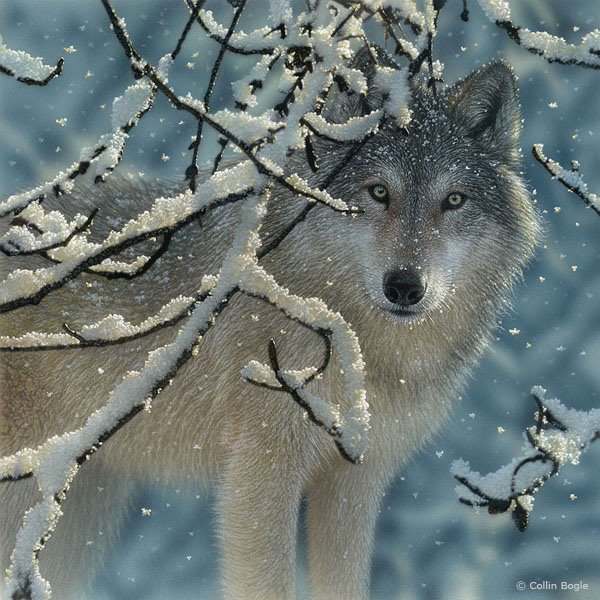 Волк зимой - зима, лес, волк - оригинал