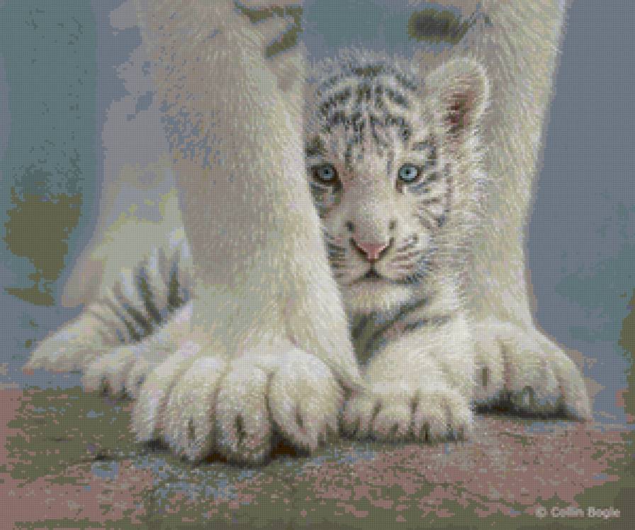 Белый тигрёнок - белый тигр, тигр, дикая природа - предпросмотр