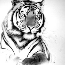 Оригинал схемы вышивки «тигр» (№152502)