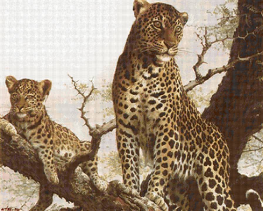 леопарды - предпросмотр