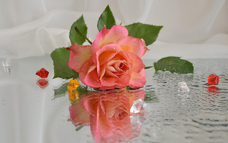 Роза на стекле - стекло, цветок, роза - оригинал