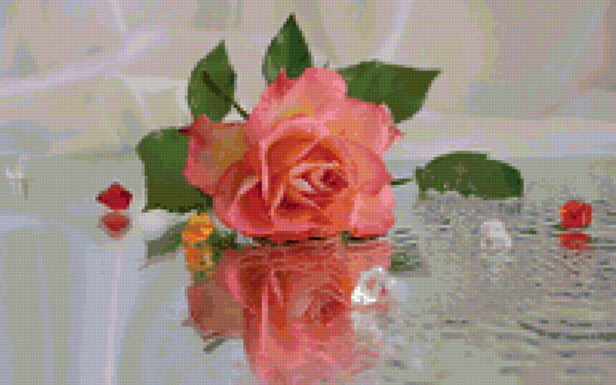Роза на стекле - цветок, роза, стекло - предпросмотр