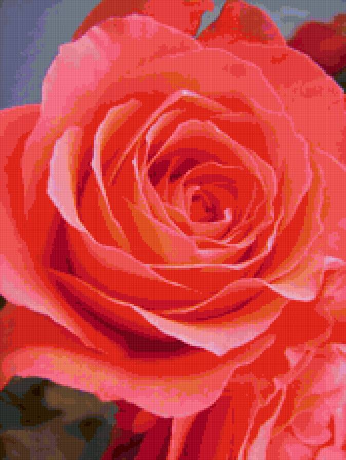 №153846 - розы, розовые, цветы - предпросмотр