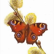 Оригинал схемы вышивки «бабочка и котики» (№154062)