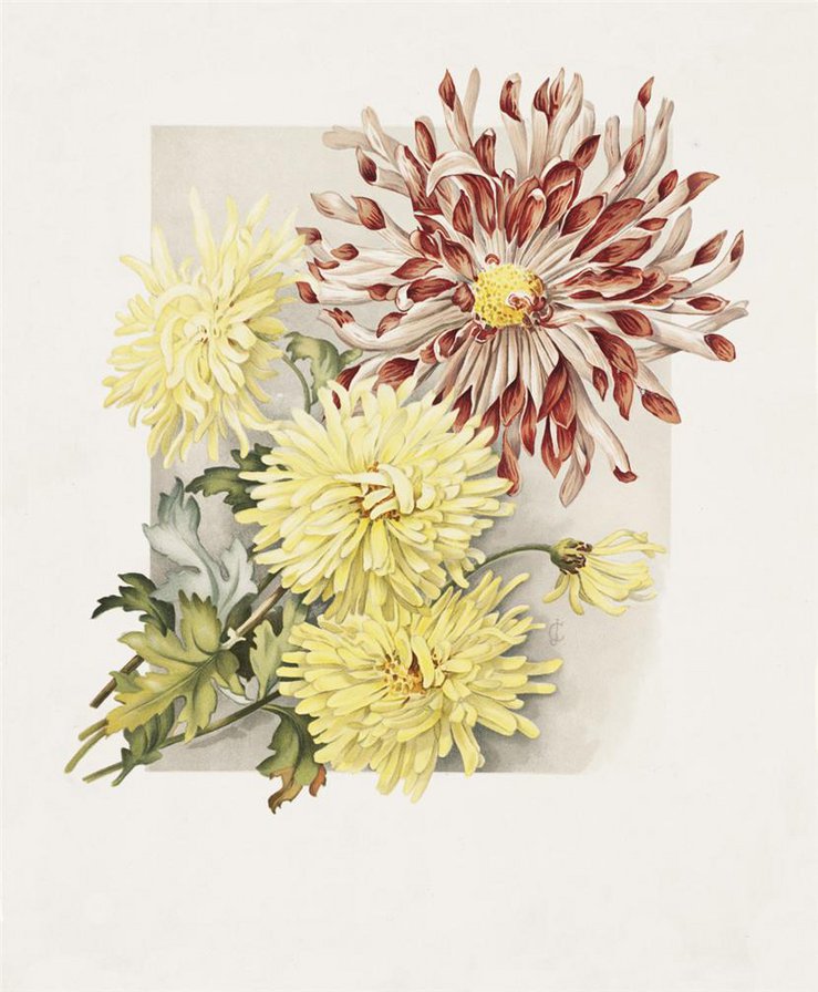Хризантемы - картина, живопись, хризантемы, цветы, акварель - оригинал
