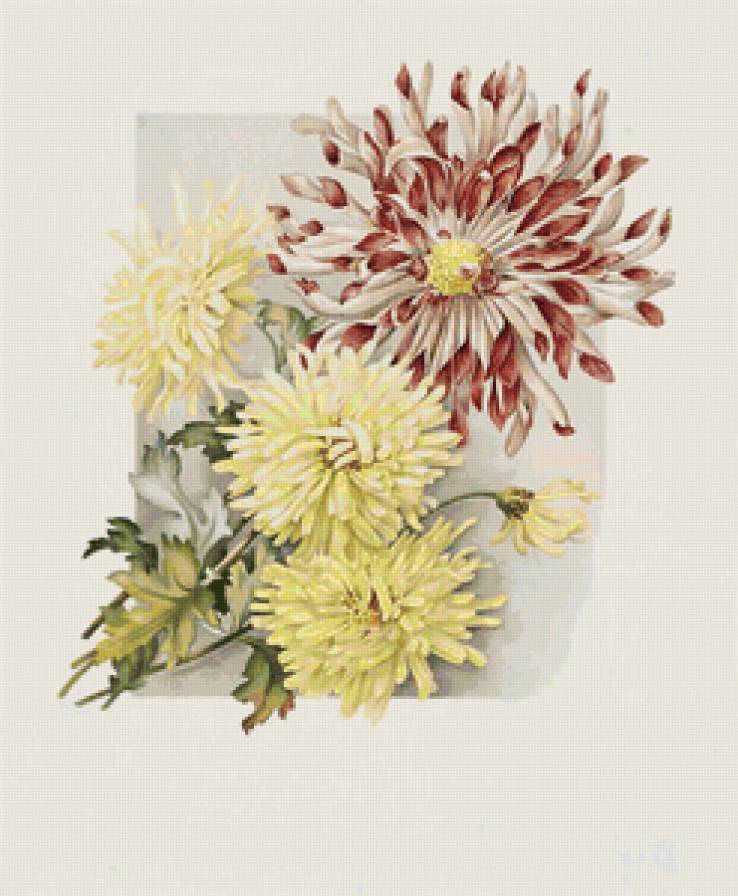 Хризантемы - живопись, картина, акварель, цветы, хризантемы - предпросмотр