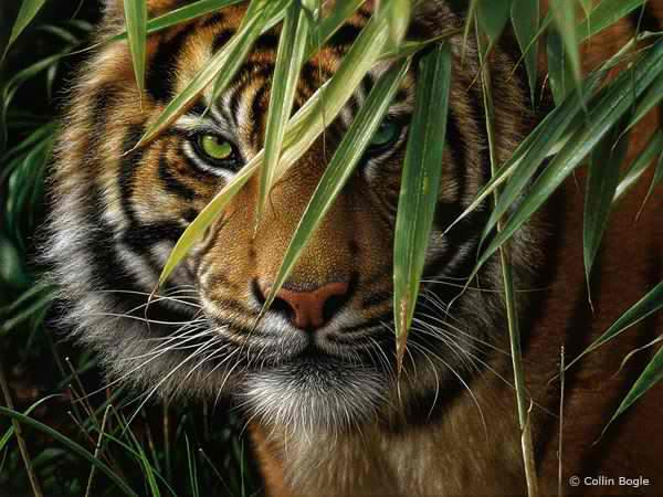 бенгальский тигр - тигр, животные, кошки - оригинал