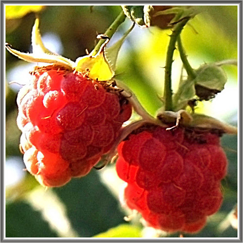 №154605 - ягоды, малина - оригинал