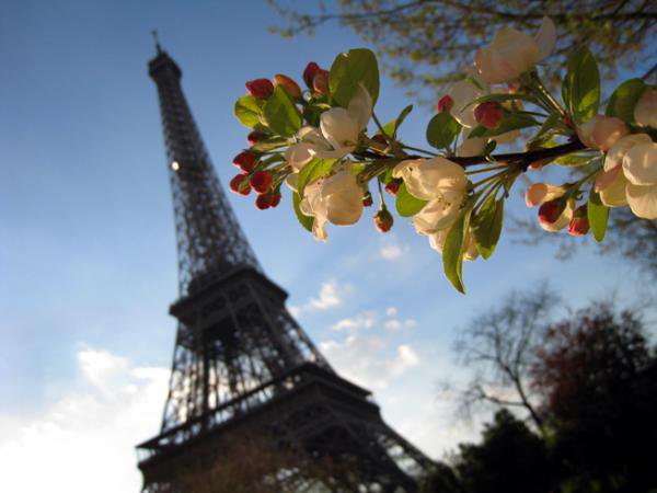 Париж. Весна - франция, весна, эйфелева башня, яблоневая веточка, париж - оригинал