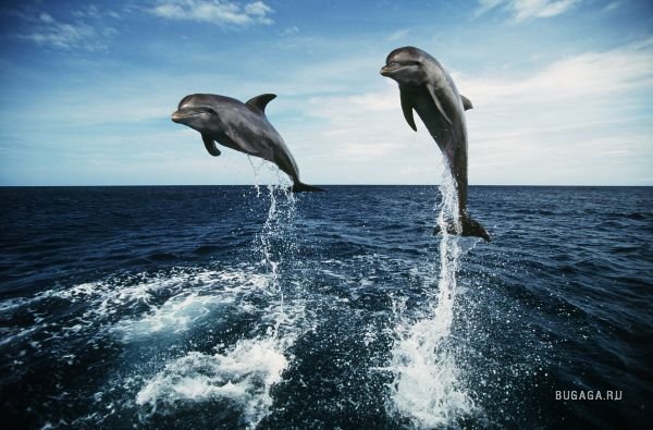дельфины - дельфины, море - оригинал