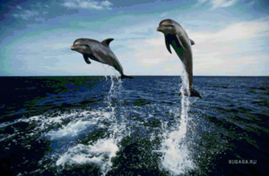 дельфины - море, дельфины - предпросмотр