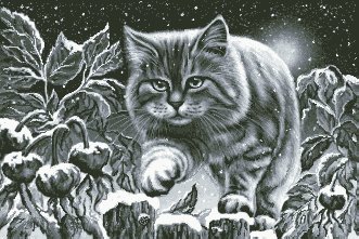 снежный кот - кот - оригинал