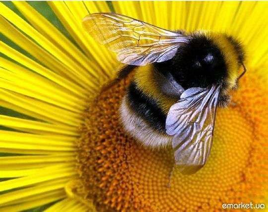 Пчела на цветке - нектар, насекомое, пчела, цветок, красота, желтый цветок - оригинал
