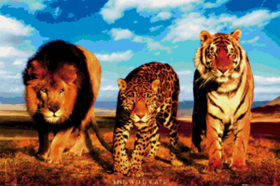 Цари зверей - природа, африка, лев, животные, звери, животное, тпгр, гепарт - предпросмотр