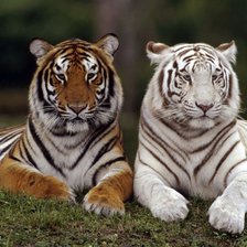 Оригинал схемы вышивки «Два тигра» (№156425)
