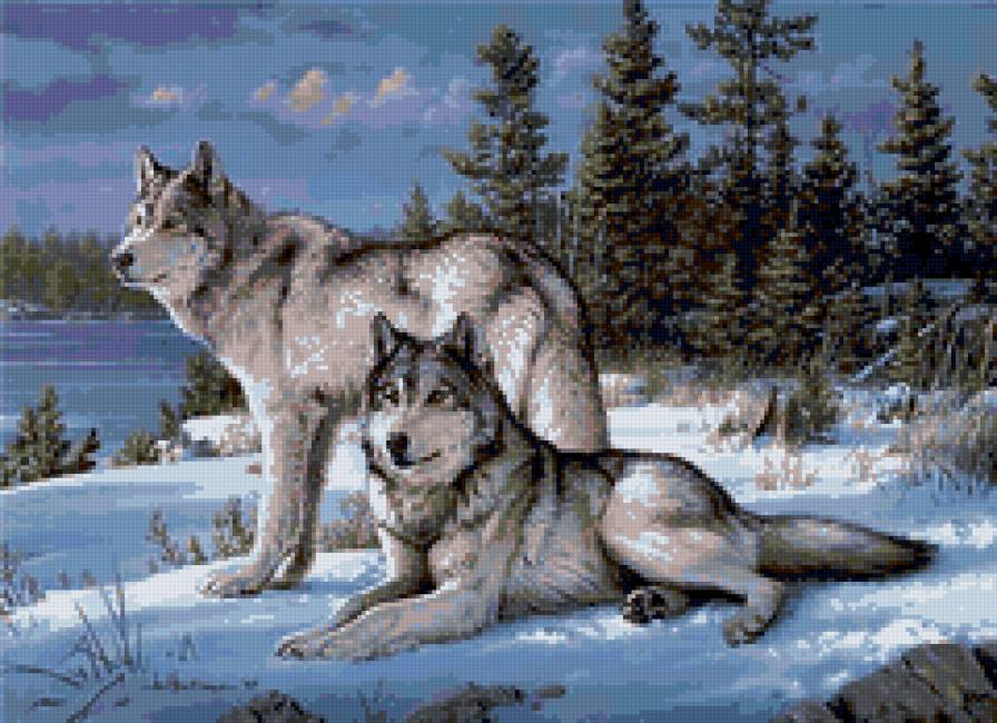 Волки - волк, звери, животные, волчица, природа - предпросмотр
