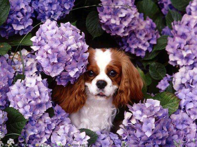 Собака в цветах - цветы, животное, собака - оригинал
