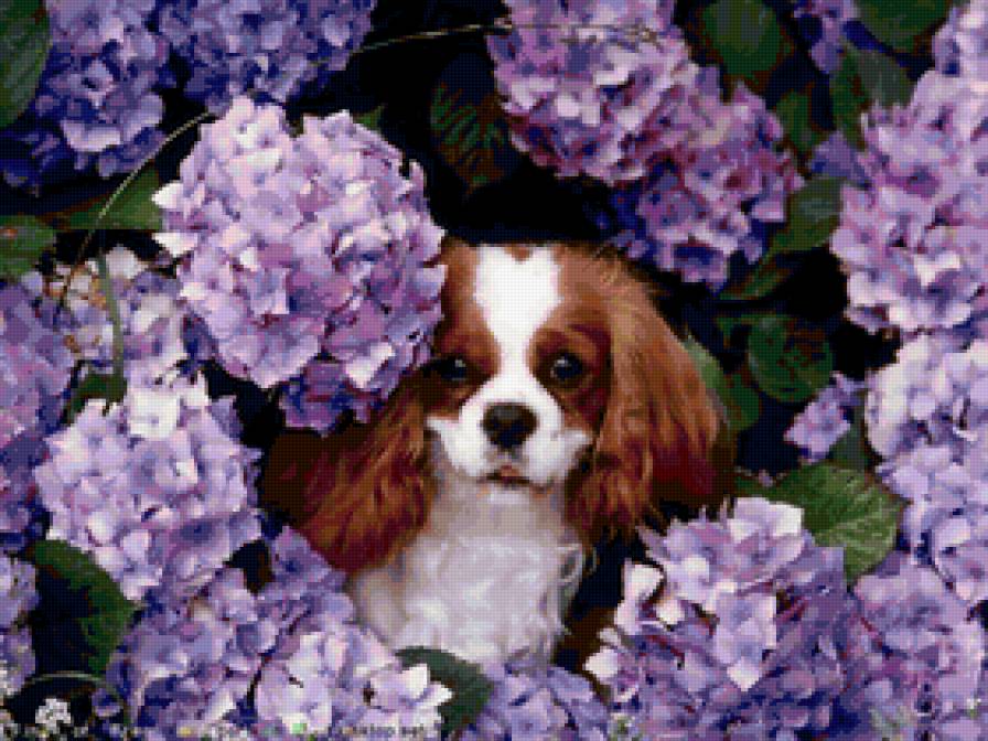 Собака в цветах - животное, собака, цветы - предпросмотр