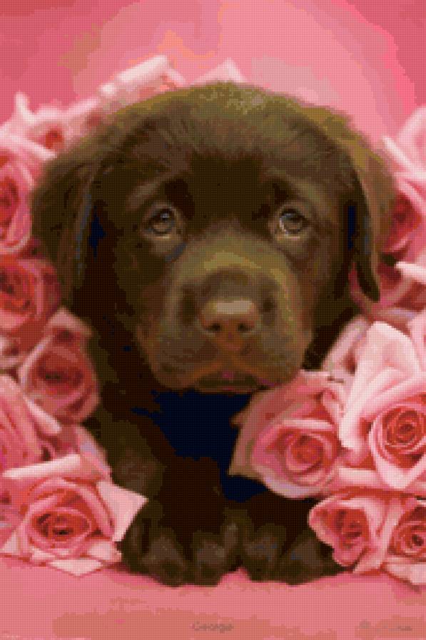 Щенок в цветах - щенок, розы, животное, собака, цветы - предпросмотр