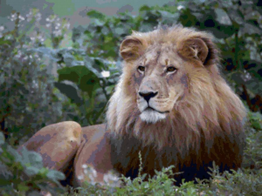 Царь зверей - природа, лев, животное, зверь - предпросмотр