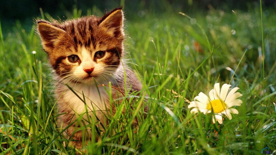 Котенок с ромашкой - ромашка, животное, котенок, природа, кот, цветок - оригинал