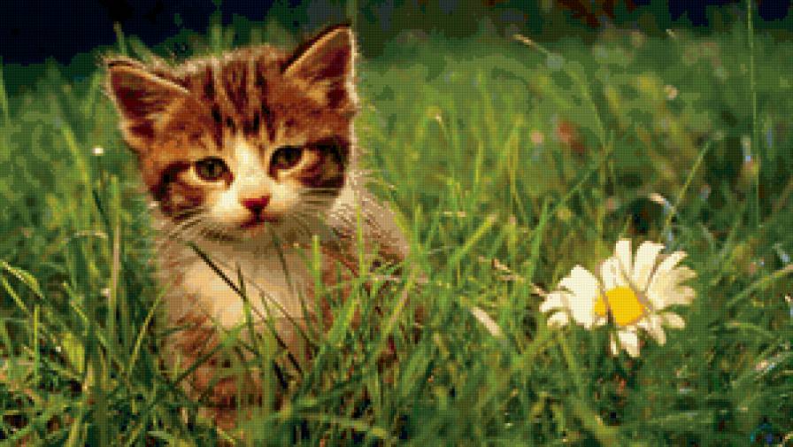 Котенок с ромашкой - кот, животное, цветок, природа, котенок, ромашка - предпросмотр