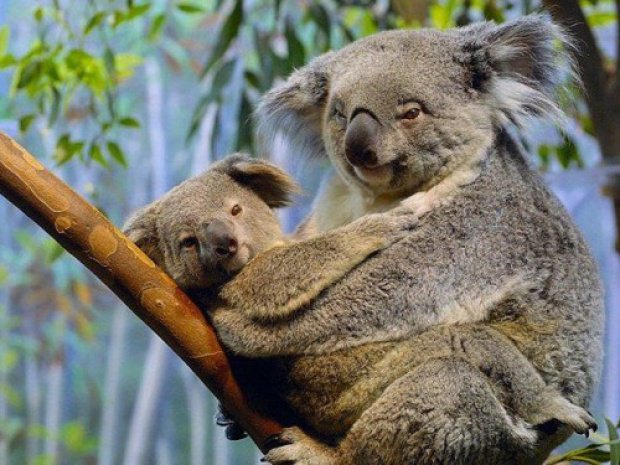Коалы - животное, коала, природа - оригинал