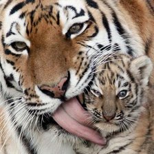Тигрица и тигренок